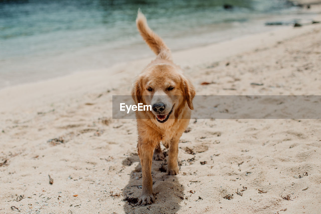 Portrait of golden retriever at beach