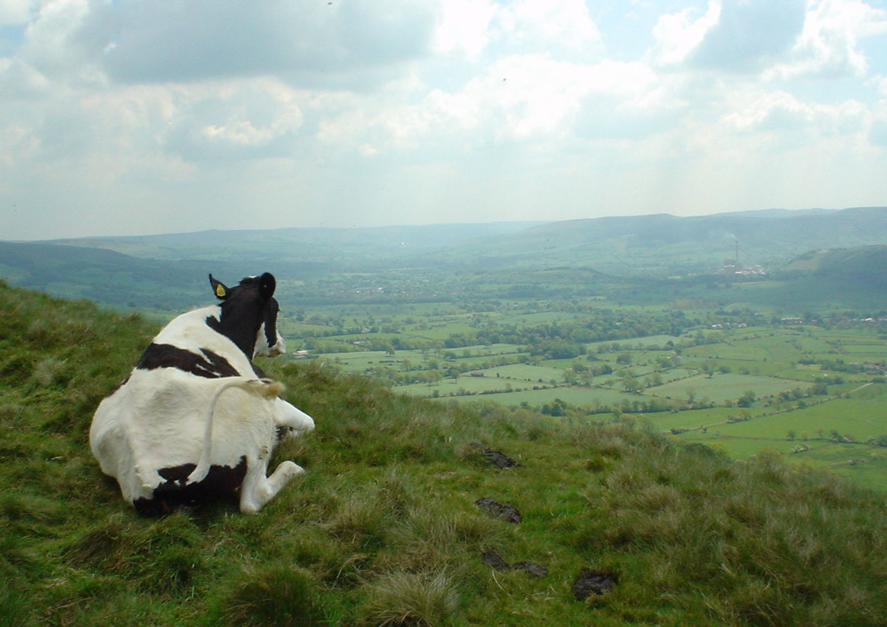 Cow relaxing on grassy field against landscape