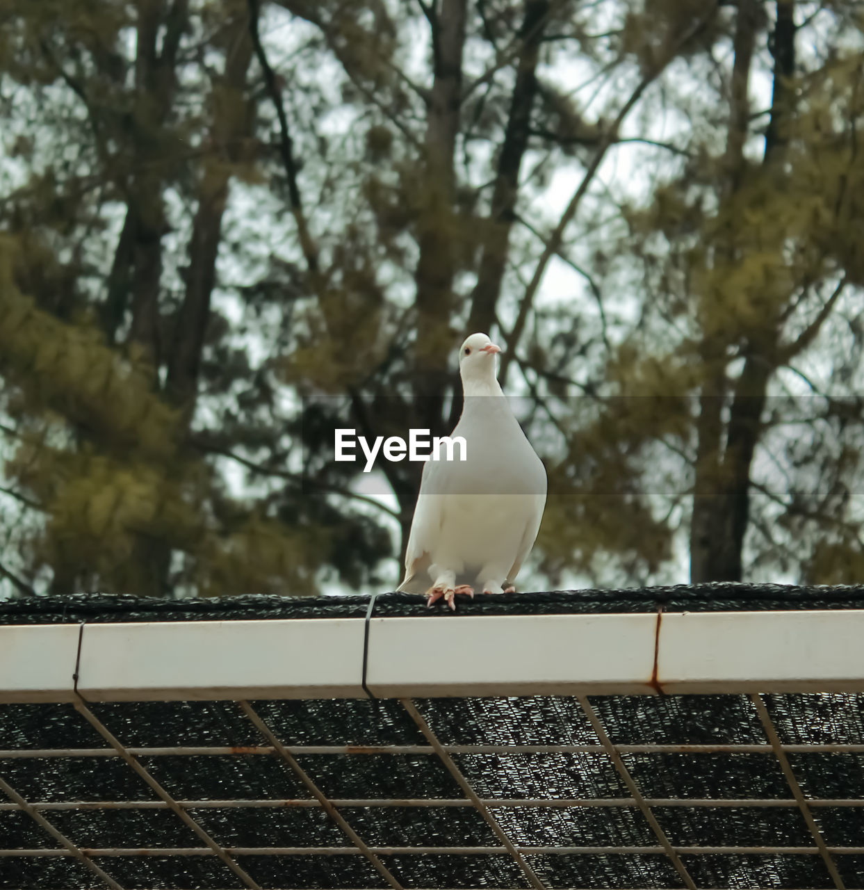 bird, animal themes, animal, tree, animal wildlife, wildlife, one animal, perching, nature, white, day, no people, winter, railing, plant, focus on foreground, dove - bird, outdoors, reflection