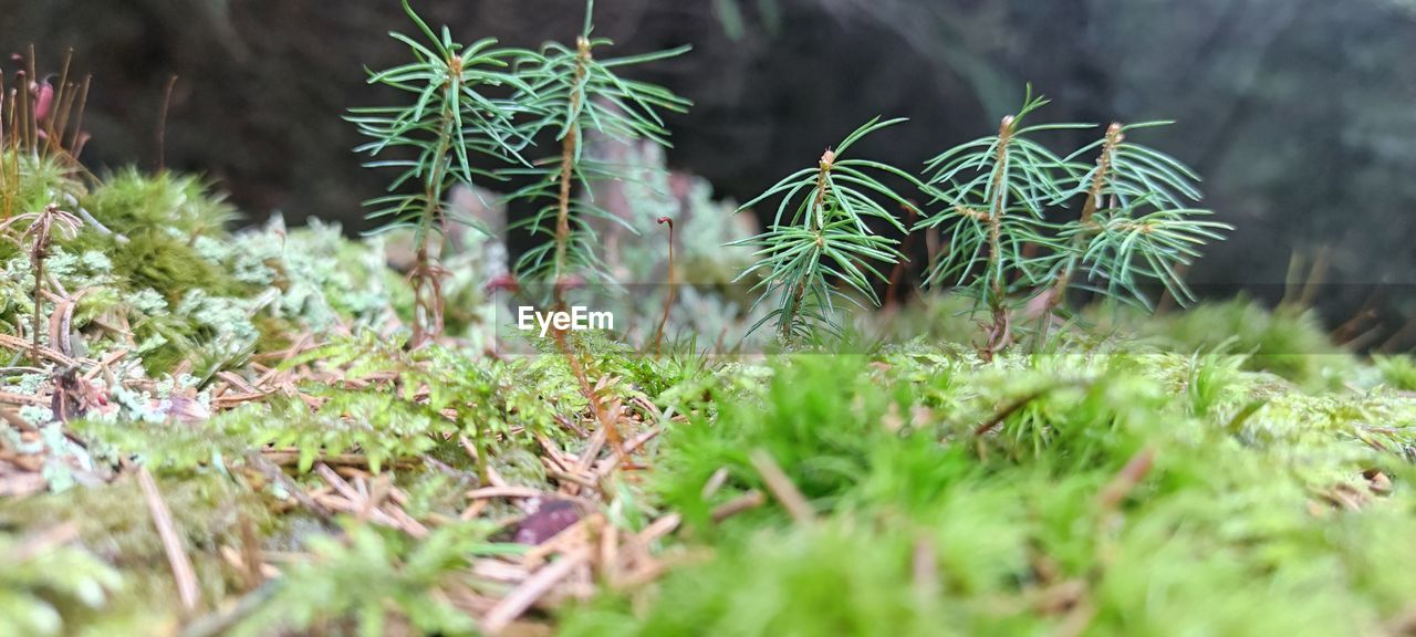 plant, grass, green, nature, growth, flower, land, no people, selective focus, beauty in nature, coniferous tree, pinaceae, day, leaf, lawn, tree, outdoors, pine tree, field, environment, tranquility, forest, moss, close-up, plant part, macro photography