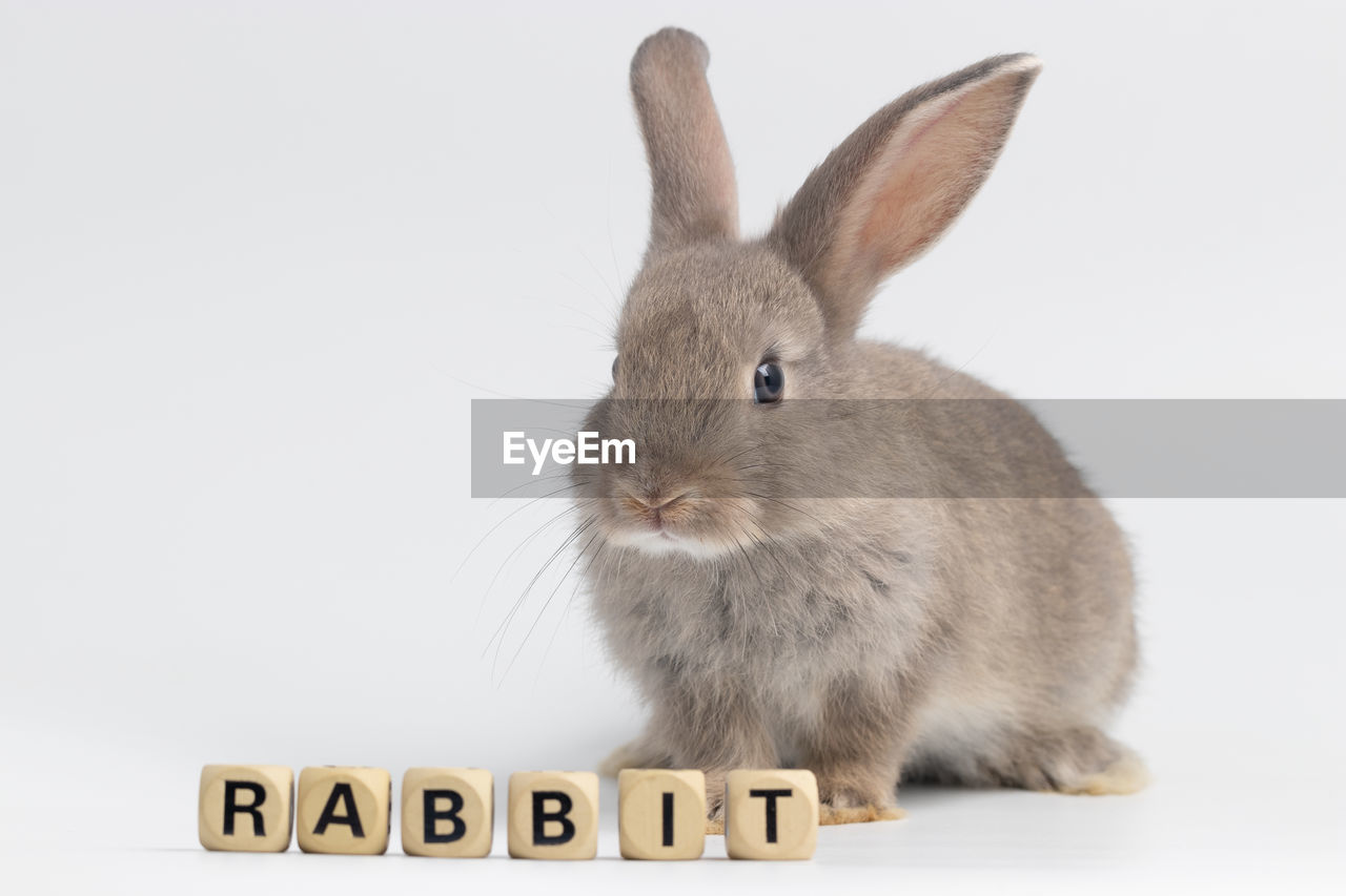 Rabbit on white background in the studio.