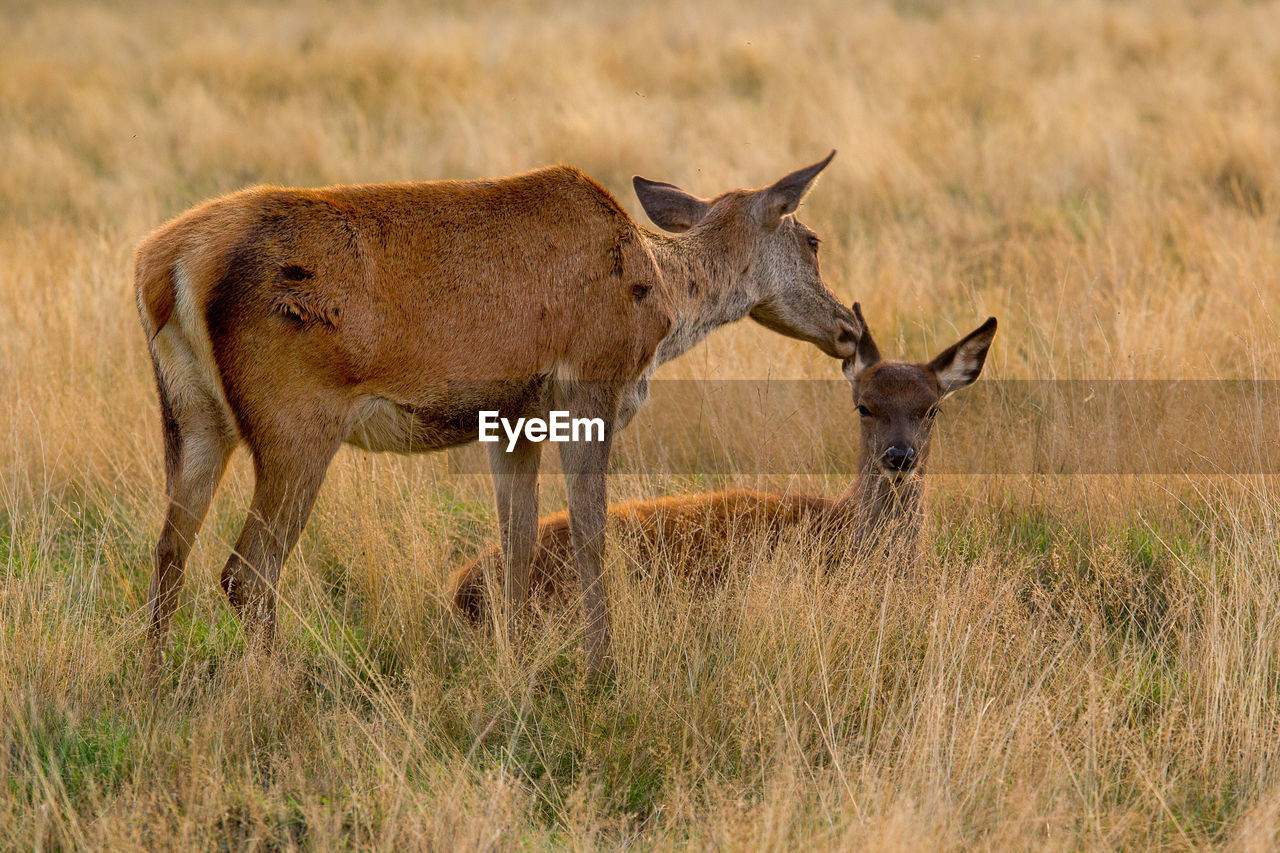 VIEW OF TWO HORSES IN FIELD