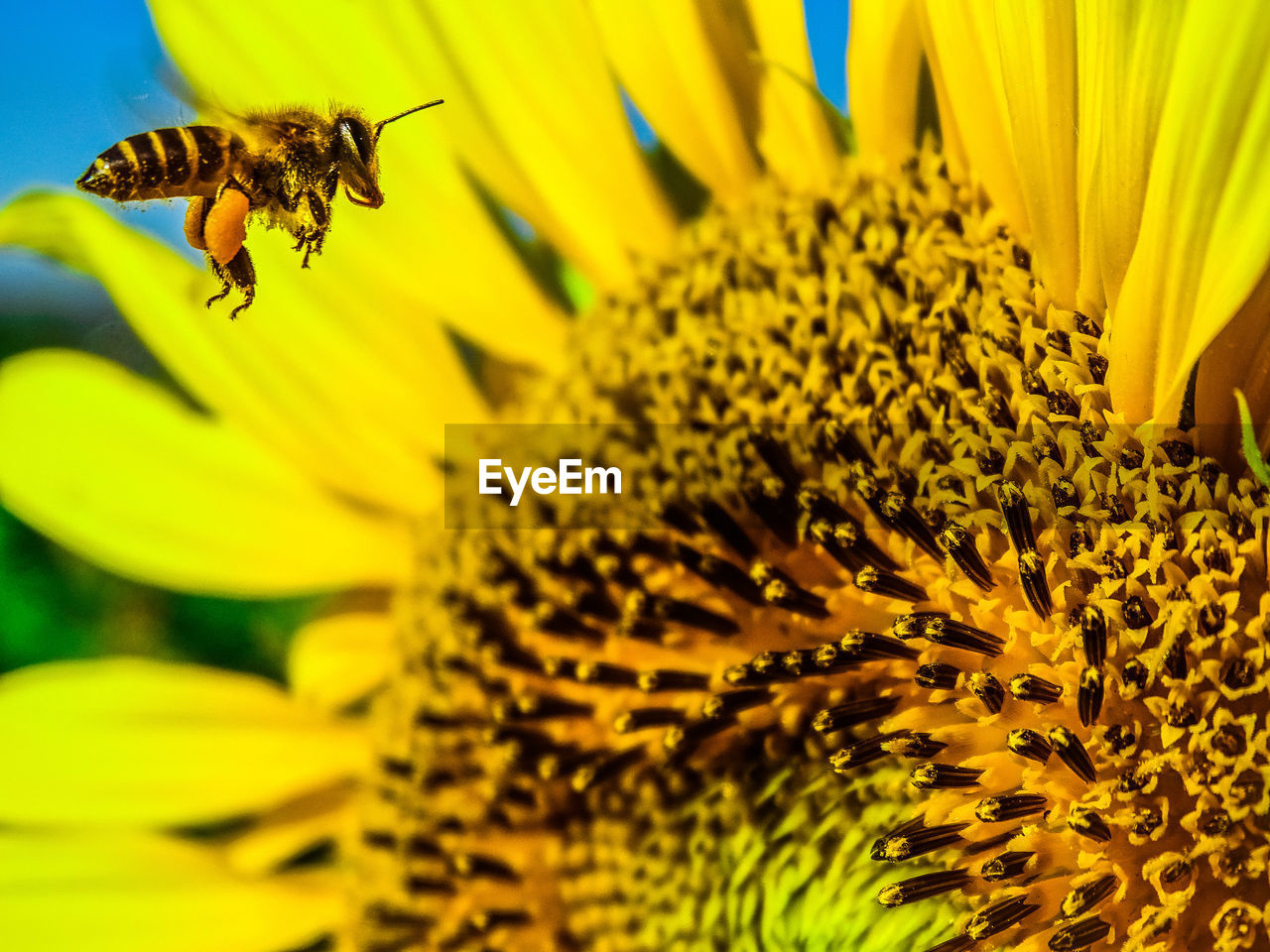 BEE POLLINATING ON SUNFLOWER