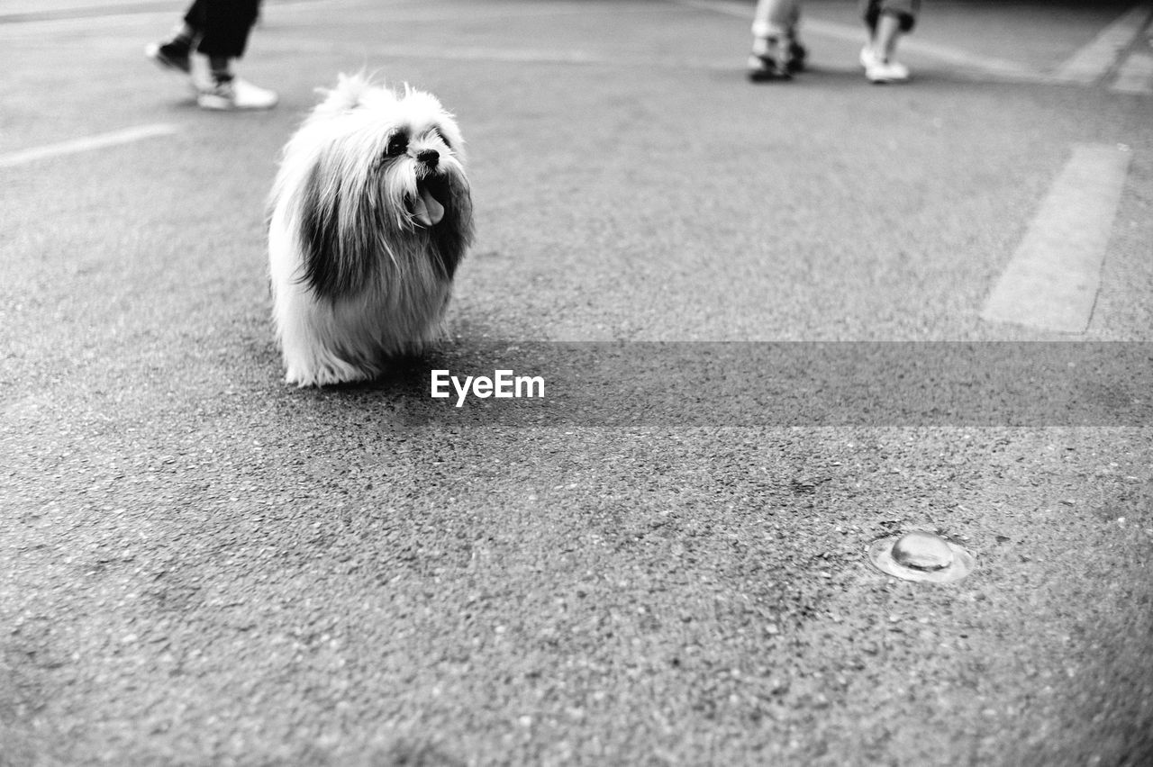 High angle view of dog with mouth open standing on street