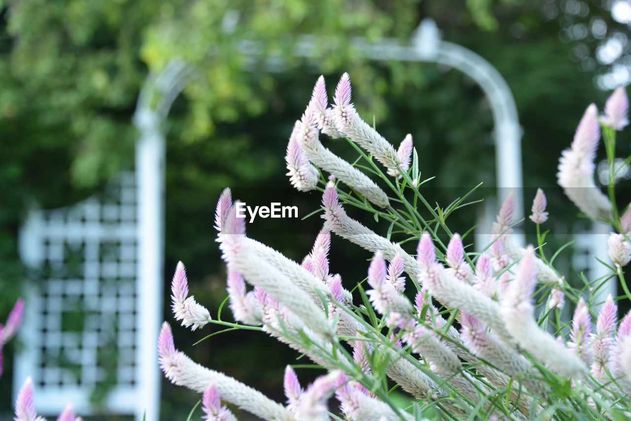 Close-up of purple flowering plants in garden