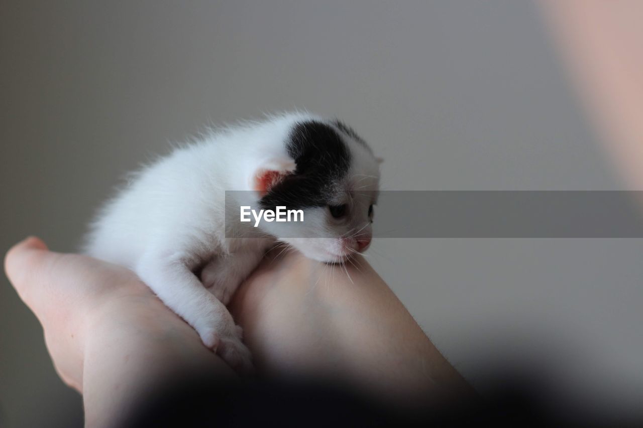 Close-up of hand holding kitten