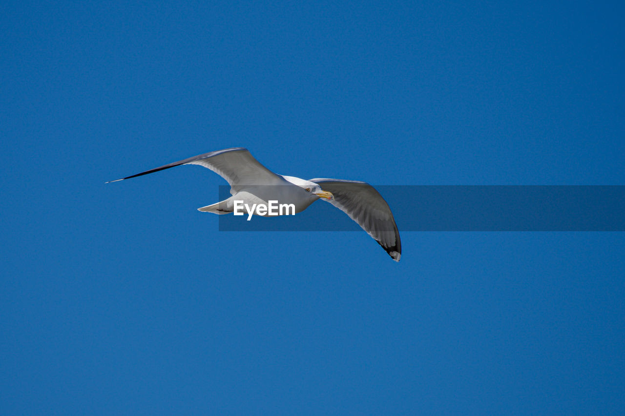 animal themes, animal, animal wildlife, wildlife, flying, bird, blue, one animal, sky, gull, spread wings, clear sky, no people, nature, seabird, animal body part, mid-air, low angle view, wing, copy space, seagull, motion, full length, outdoors, day, sunny