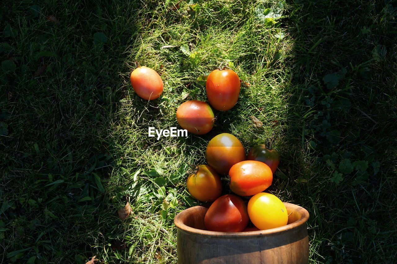 HIGH ANGLE VIEW OF TOMATOES IN FIELD