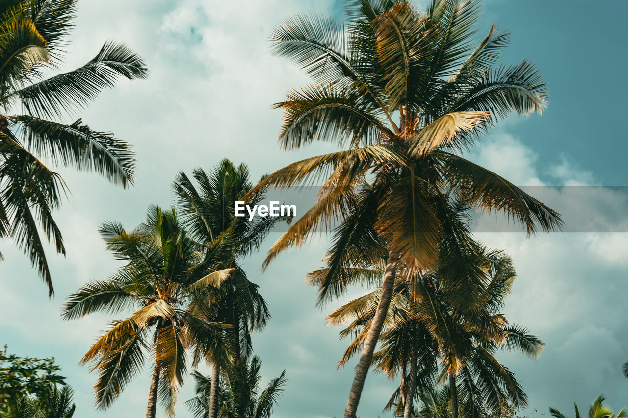 Low angle view of coconut palm trees against sky