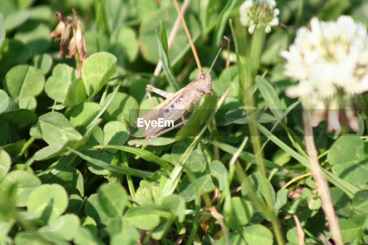 CLOSE-UP OF INSECT ON PLANT