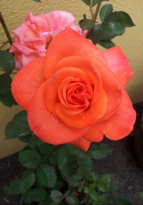 CLOSE-UP OF ROSES