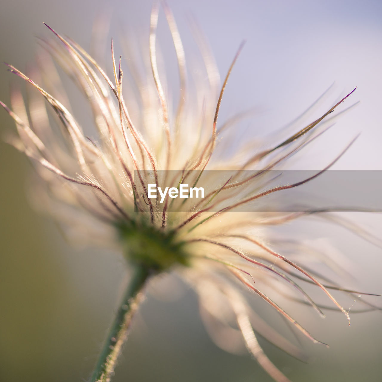 Close-up of flowering plant