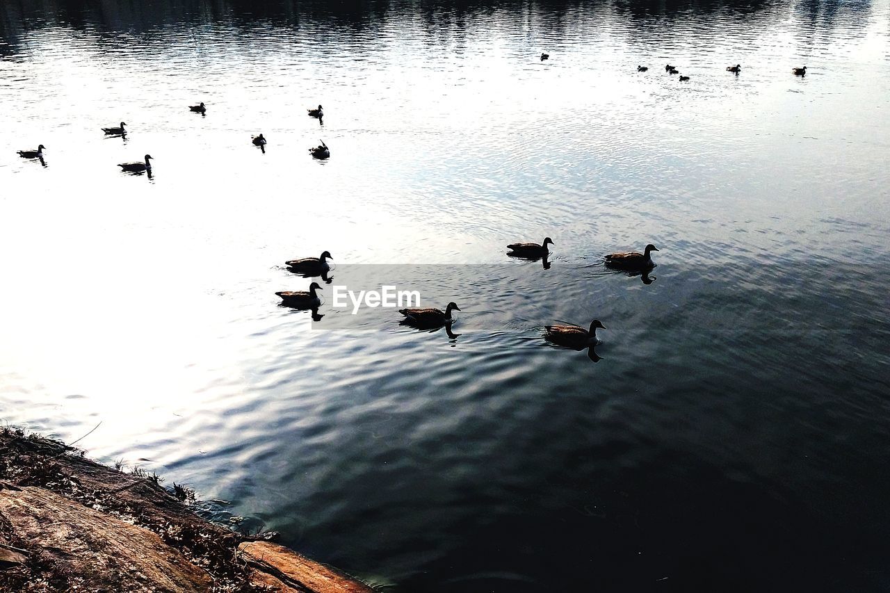 HIGH ANGLE VIEW OF DUCKS IN LAKE