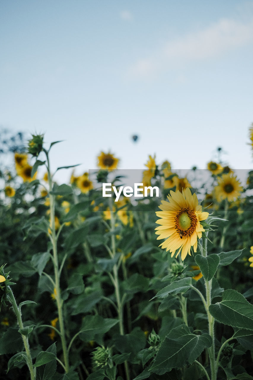 plant, flower, flowering plant, sunflower, field, freshness, growth, beauty in nature, yellow, nature, sky, flower head, fragility, landscape, land, close-up, no people, inflorescence, rural scene, plant part, petal, leaf, agriculture, asterales, environment, focus on foreground, outdoors, cloud, day, meadow, botany, wildflower, green, crop, blossom, springtime, food, summer, prairie, plant stem