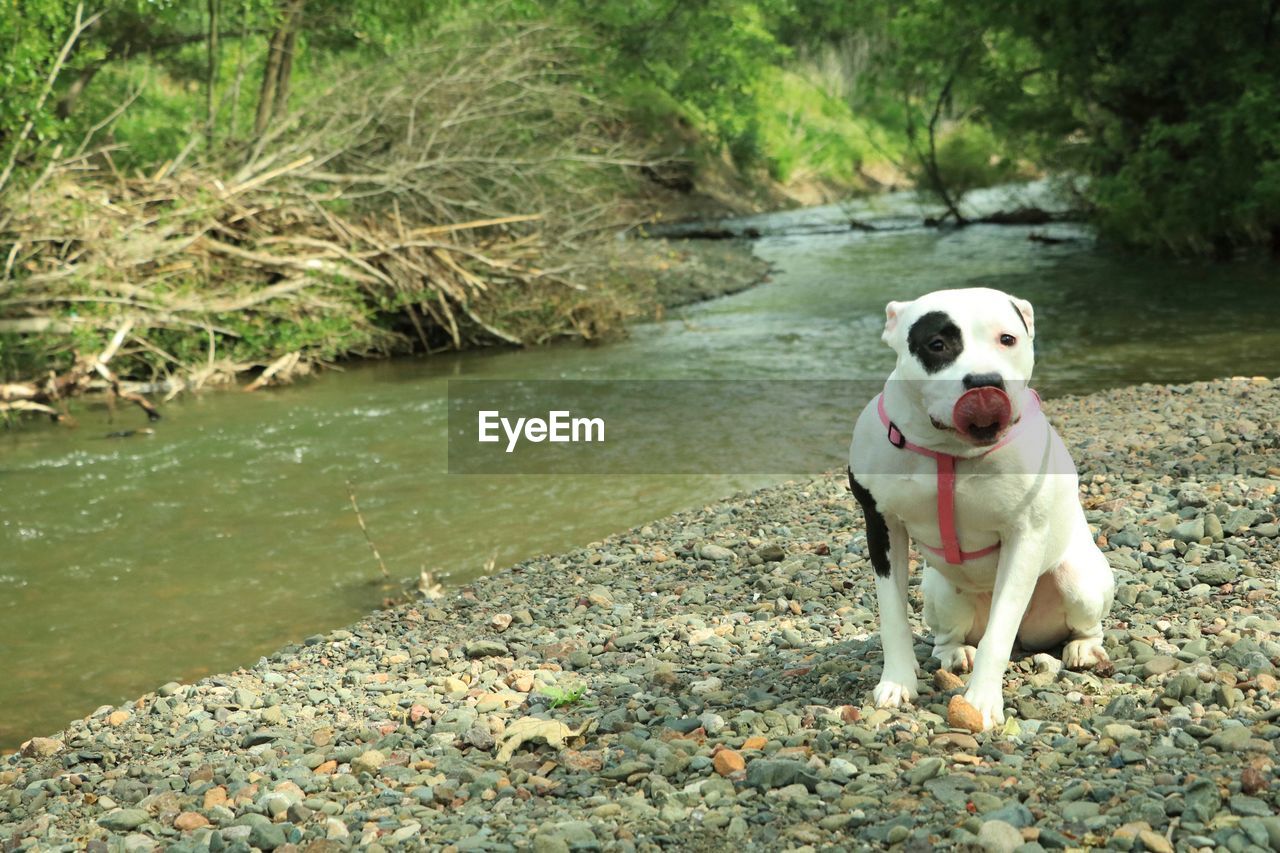 CLOSE-UP OF DOG SITTING ON GRASS AGAINST TREES