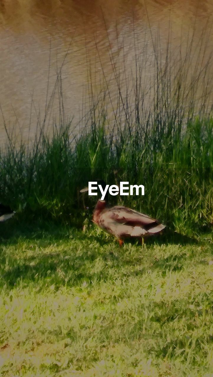 CLOSE-UP OF BIRD ON GRASS