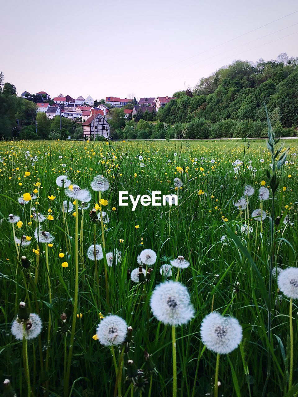 Close-up of flowers growing in field