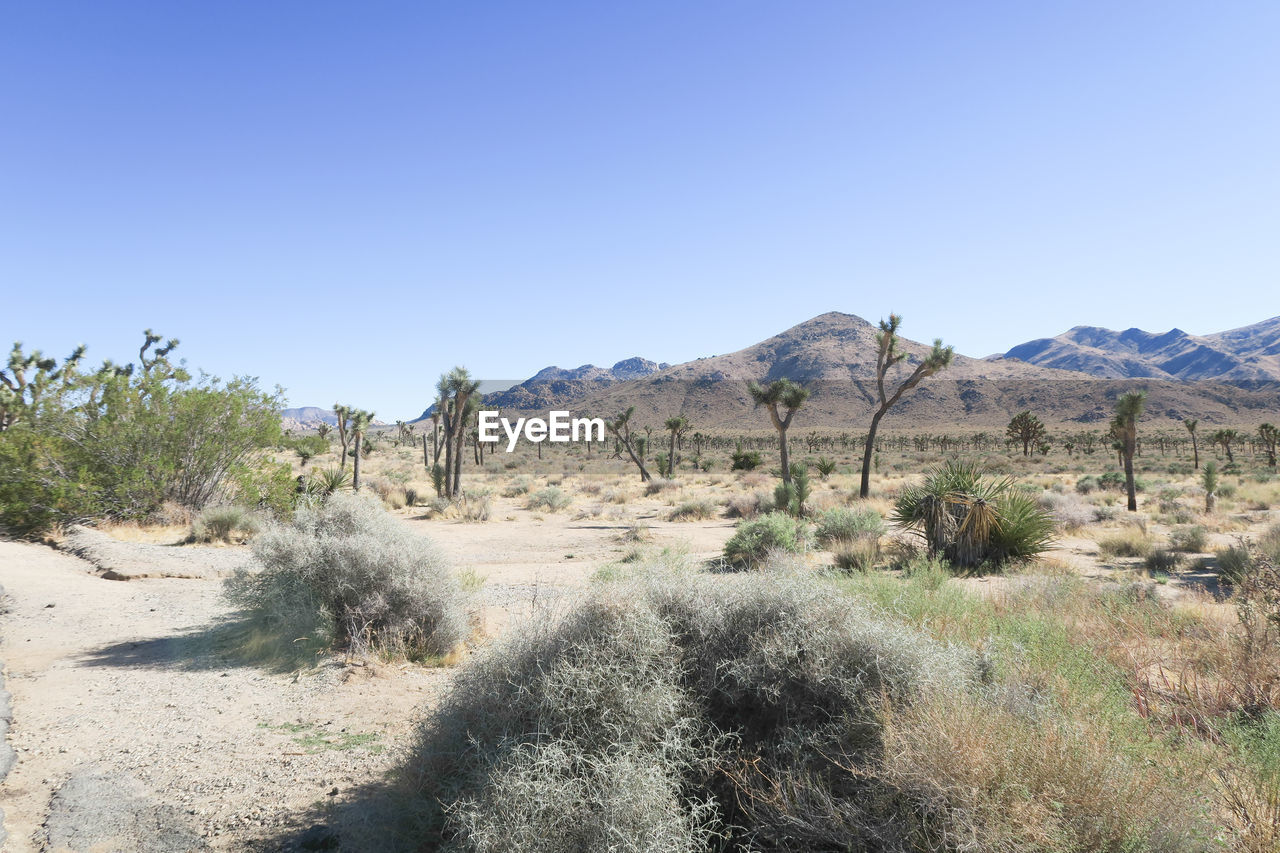 SCENIC VIEW OF TREES ON DESERT AGAINST CLEAR BLUE SKY