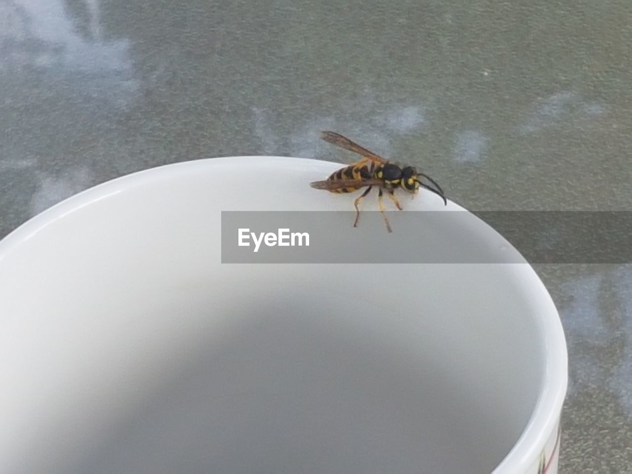 High angle view of wasp on coffee cup