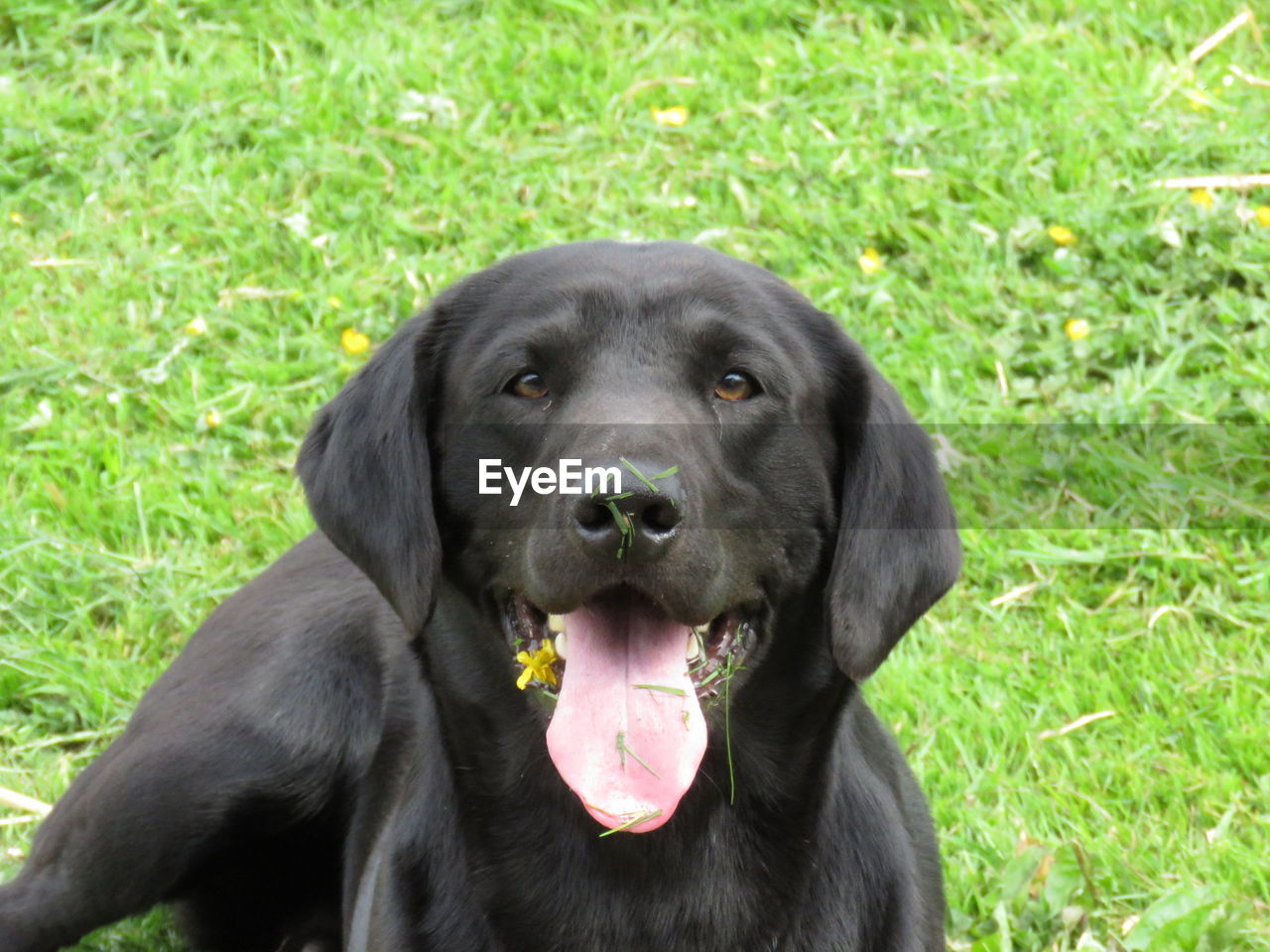 Portrait of dog sitting on grass