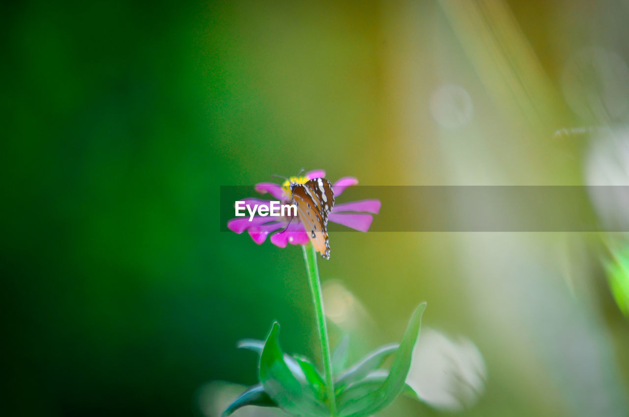 CLOSE-UP OF PURPLE FLOWER BLOOMING