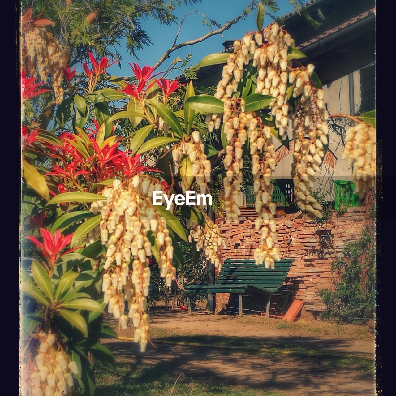 FLOWER TREES AGAINST BUILDING