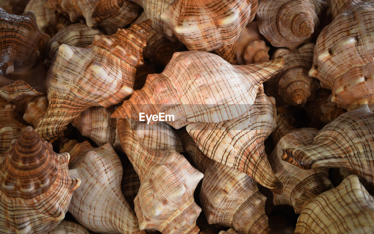 FULL FRAME SHOT OF SHELLS IN MARKET