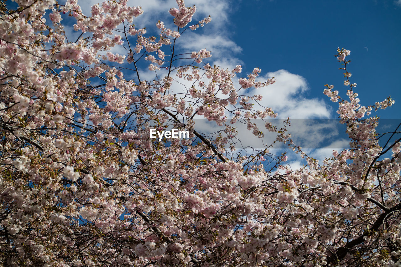 APPLE BLOSSOMS IN SPRING