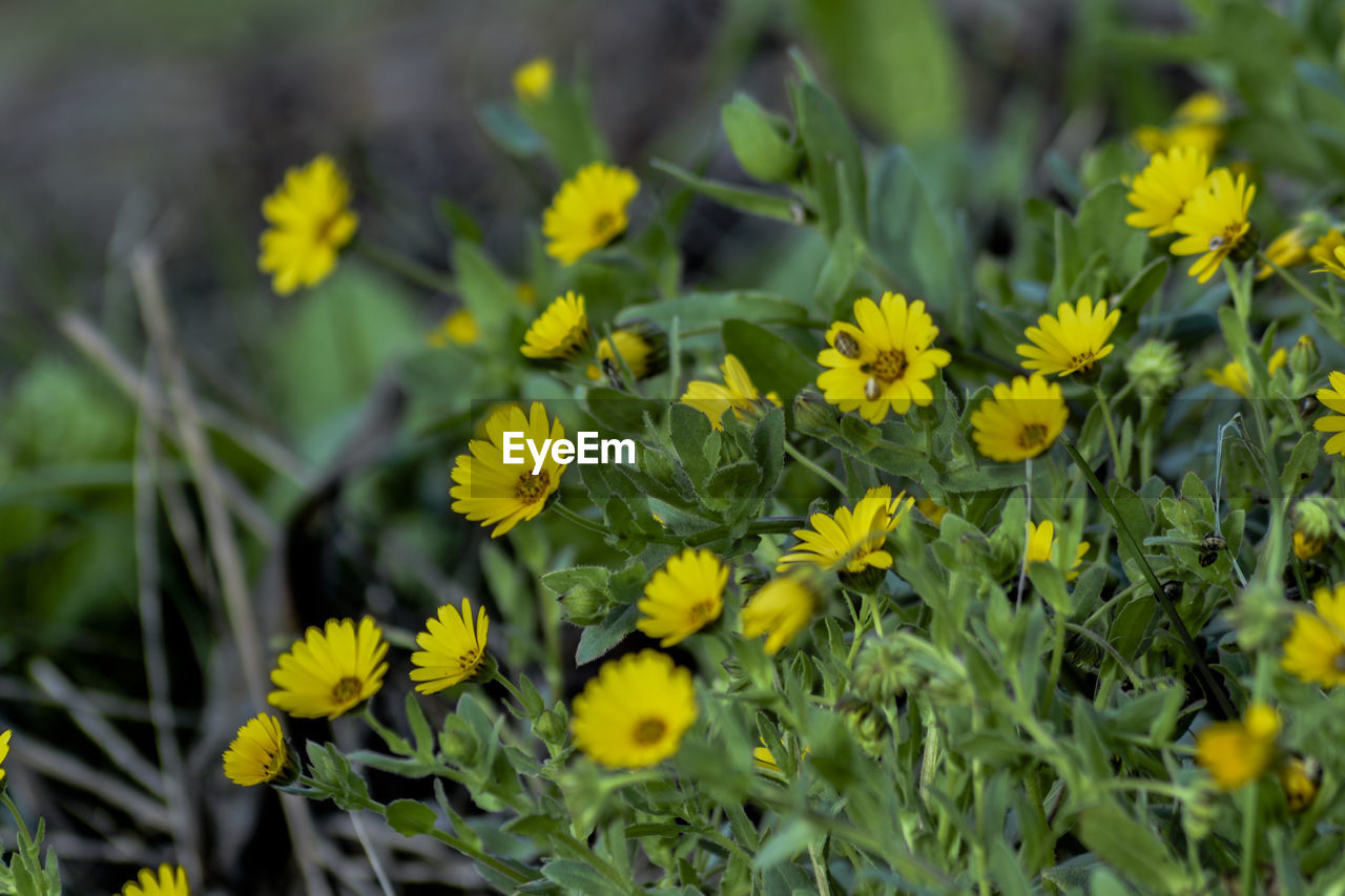 Close-up of yellow flowering plants on field