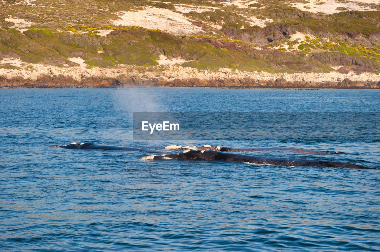 Southern right whale