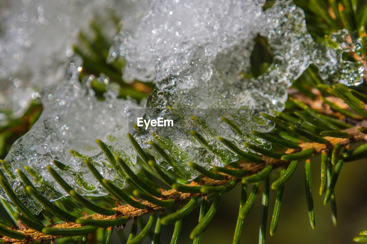 Close-up of frozen plant