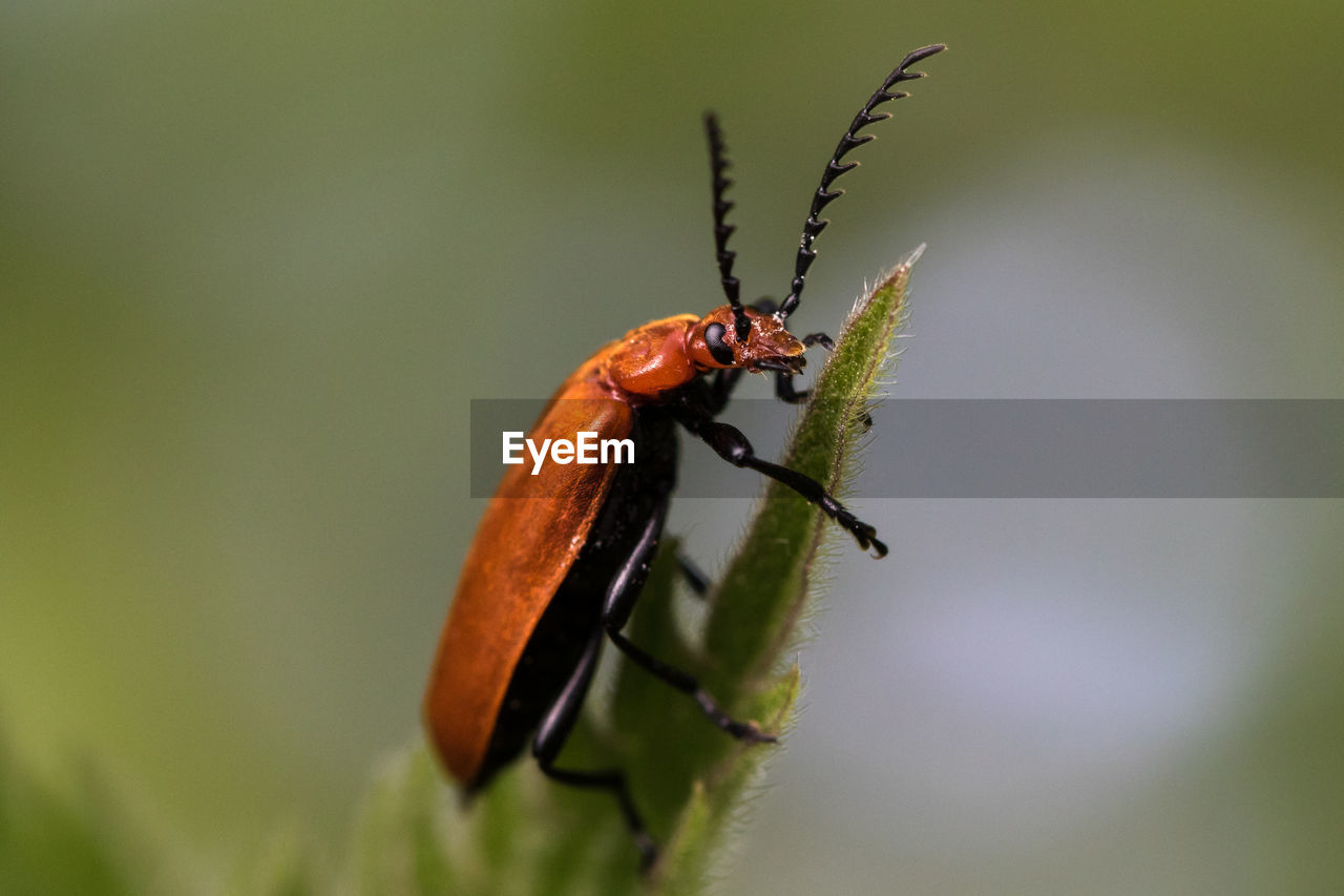 Close-up of cardinal beetle on a green leaf