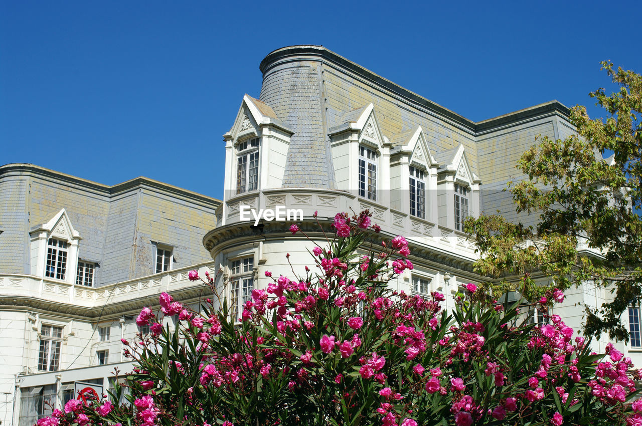 Low angle view of flowering plants by building against sky