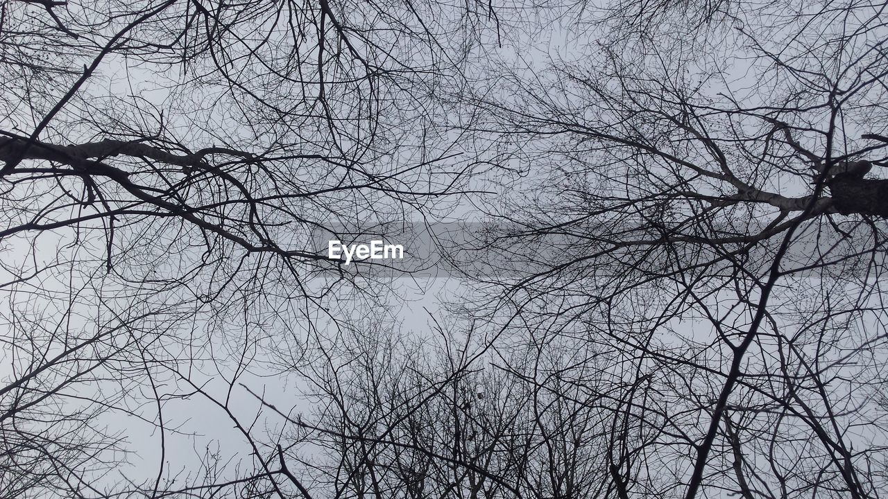 LOW ANGLE VIEW OF BARE TREE BRANCHES