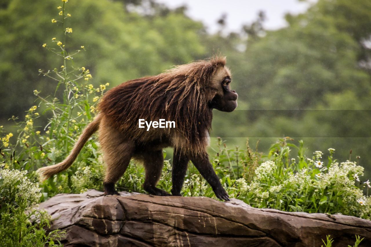 SIDE VIEW OF A MONKEY STANDING ON A TREE