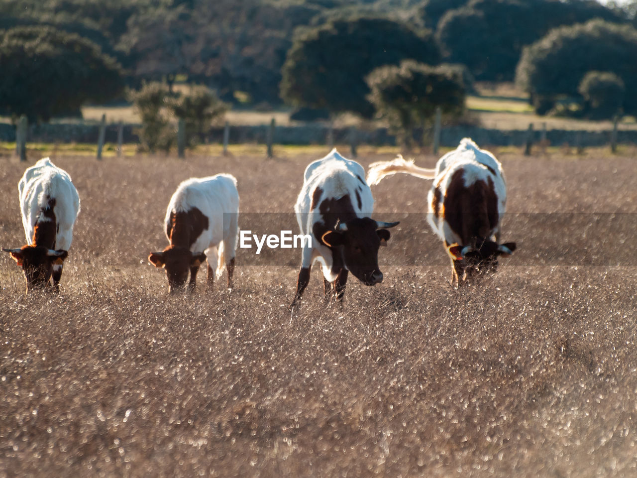 REAR VIEW OF COW WALKING IN FIELD