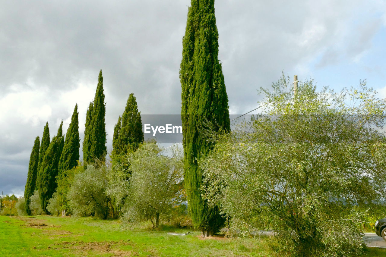 LOW ANGLE VIEW OF PINE TREES