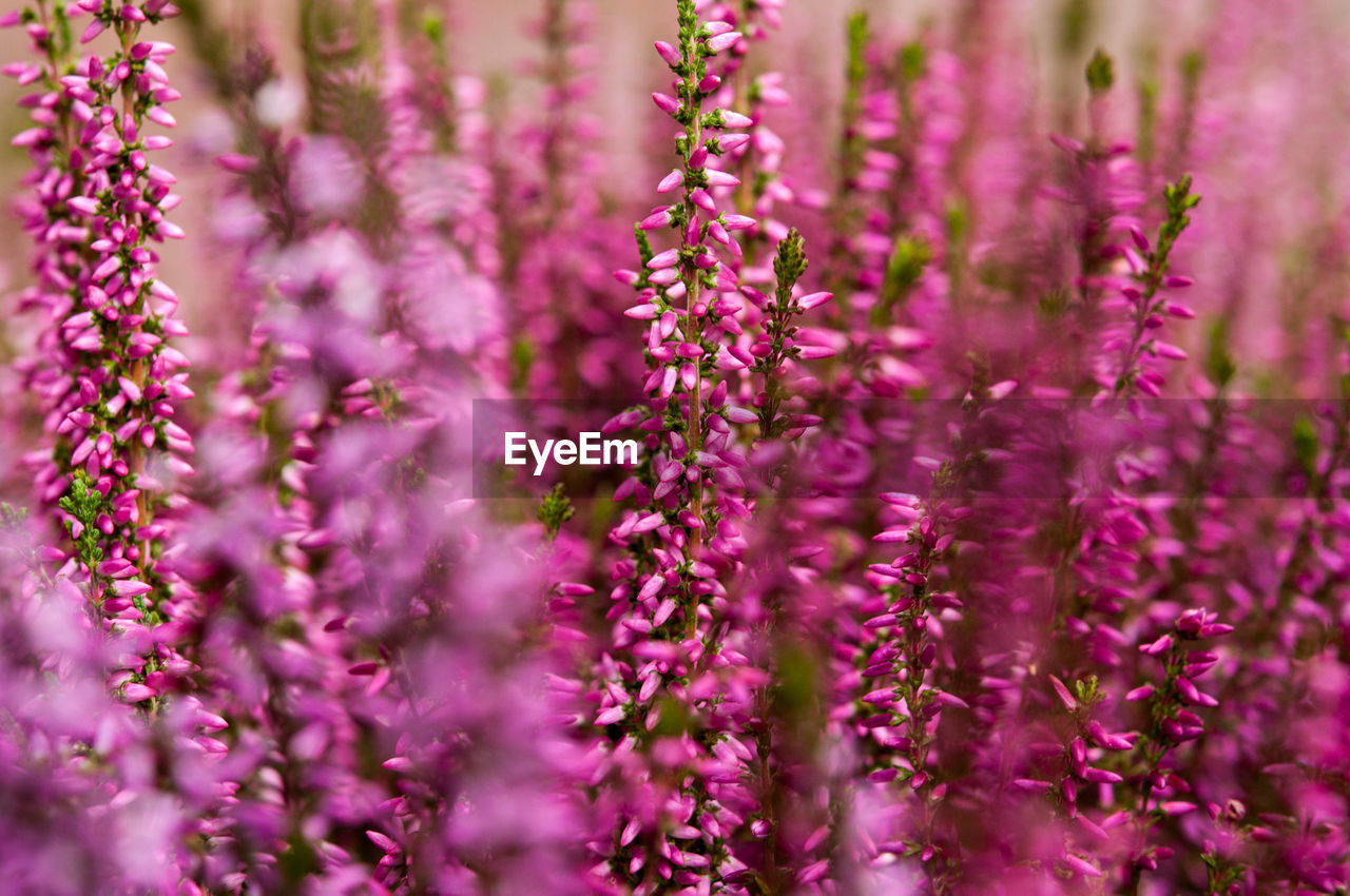 Close-up of purple flowers blooming outdoors