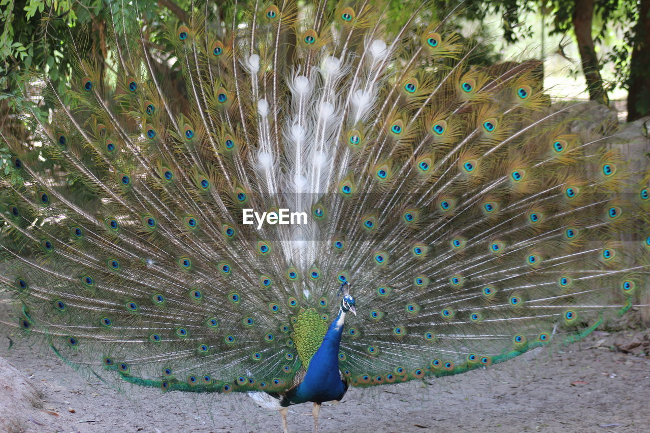 HIGH ANGLE VIEW OF PEACOCK