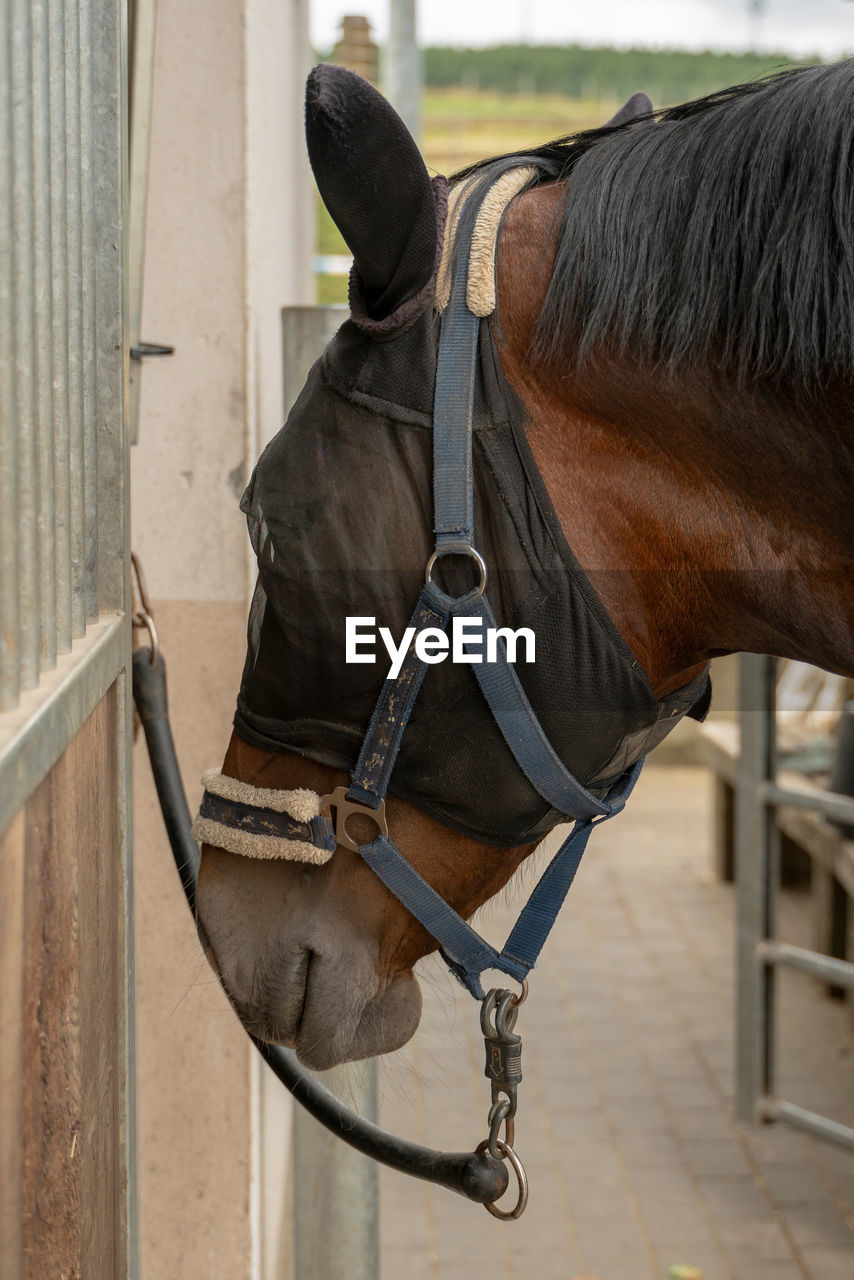 Horse  breed saxon thuringian heavy warm blood wearing a fly mask. the insect protection covers 