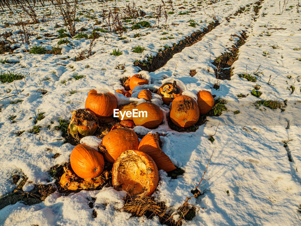 HIGH ANGLE VIEW OF PUMPKINS ON SNOW