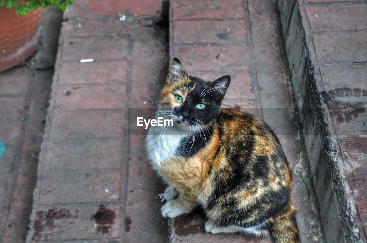 HIGH ANGLE VIEW PORTRAIT OF CAT SITTING ON STONE WALL