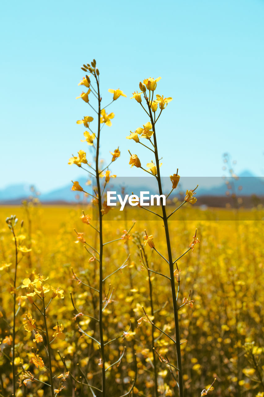 Yellow flowering plants on field against sky