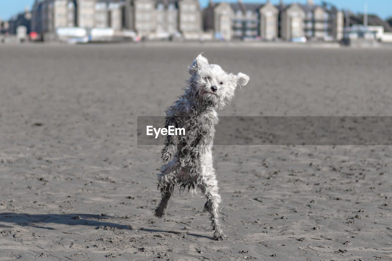 Chinese crested dog jumping at the beach