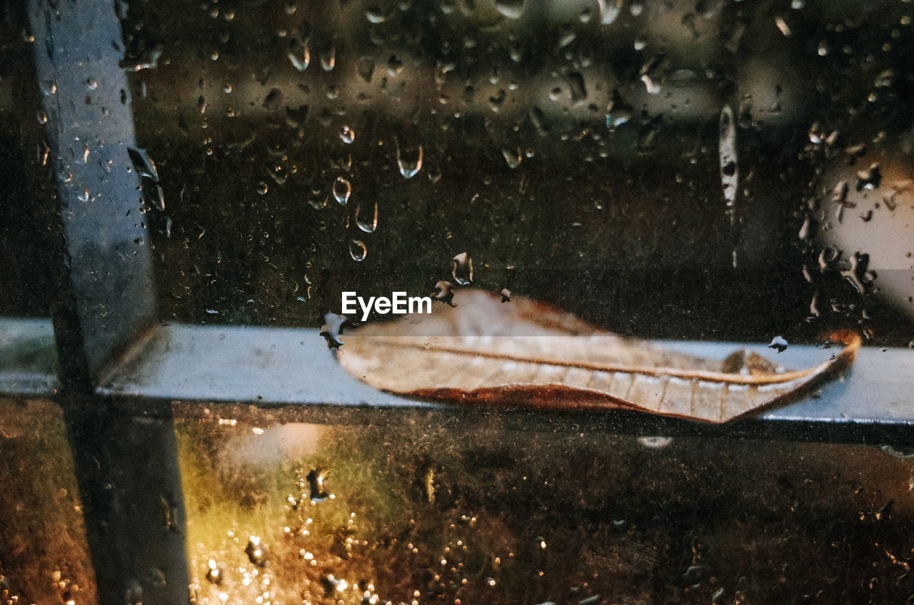 Close-up of leaf on wet glass window