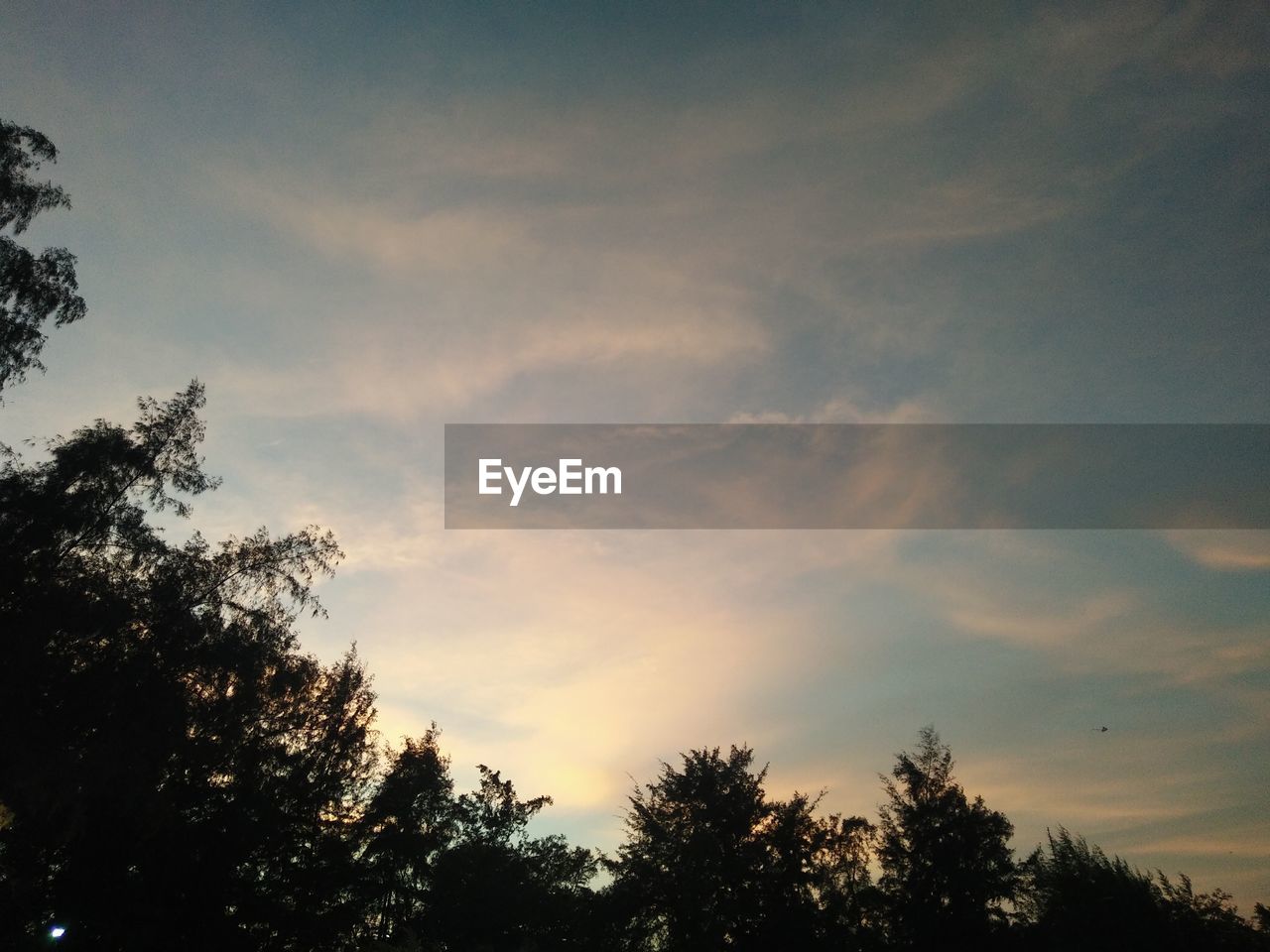 LOW ANGLE VIEW OF SILHOUETTE TREES AGAINST SKY