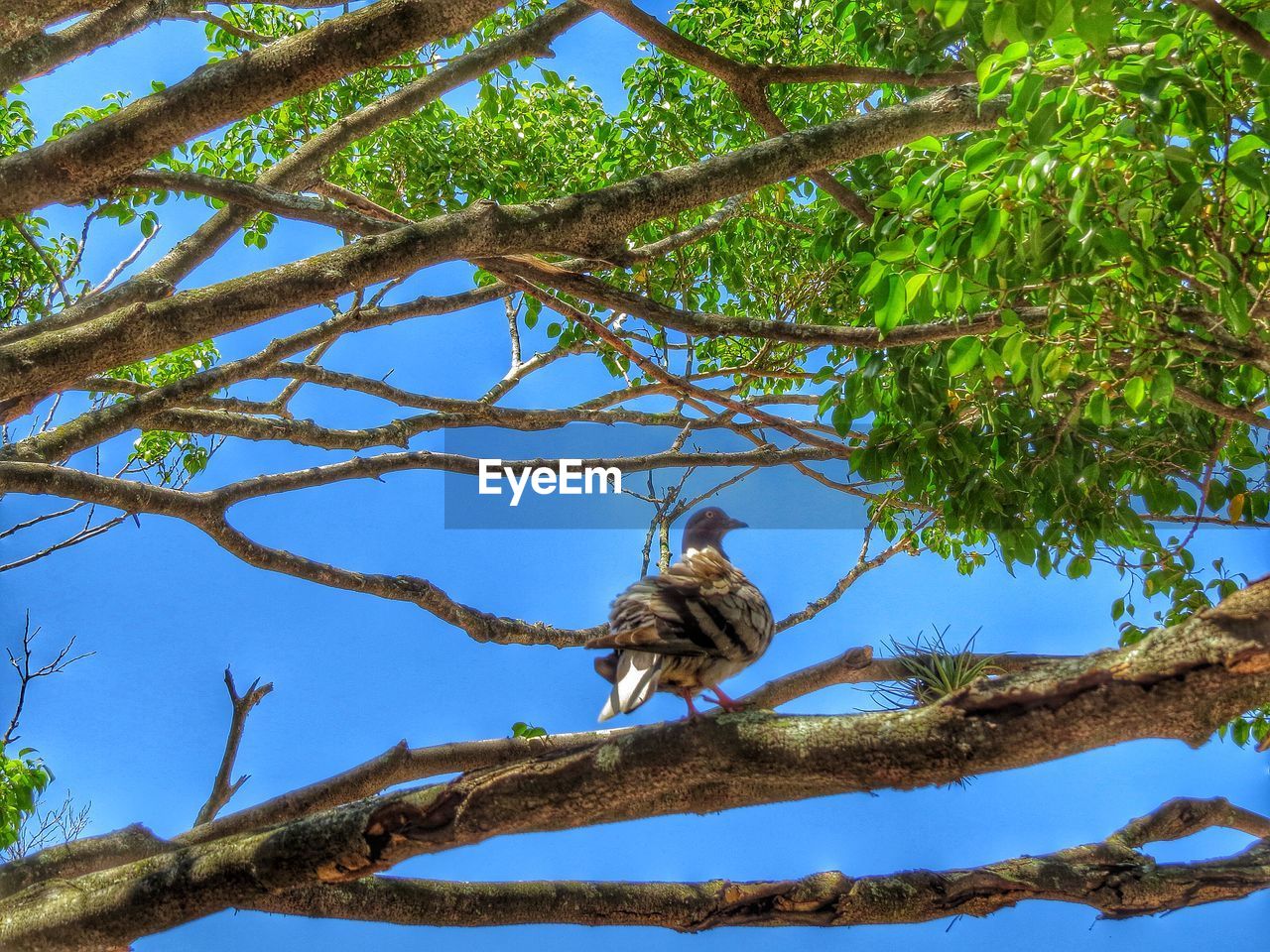 Pigeon perching on branch