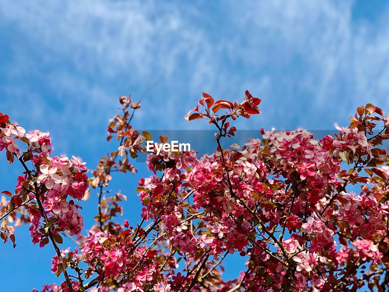 Low angle view of pink cherry blossoms against sky