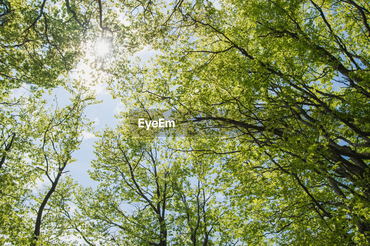 Low angle view of tree canopy against sky