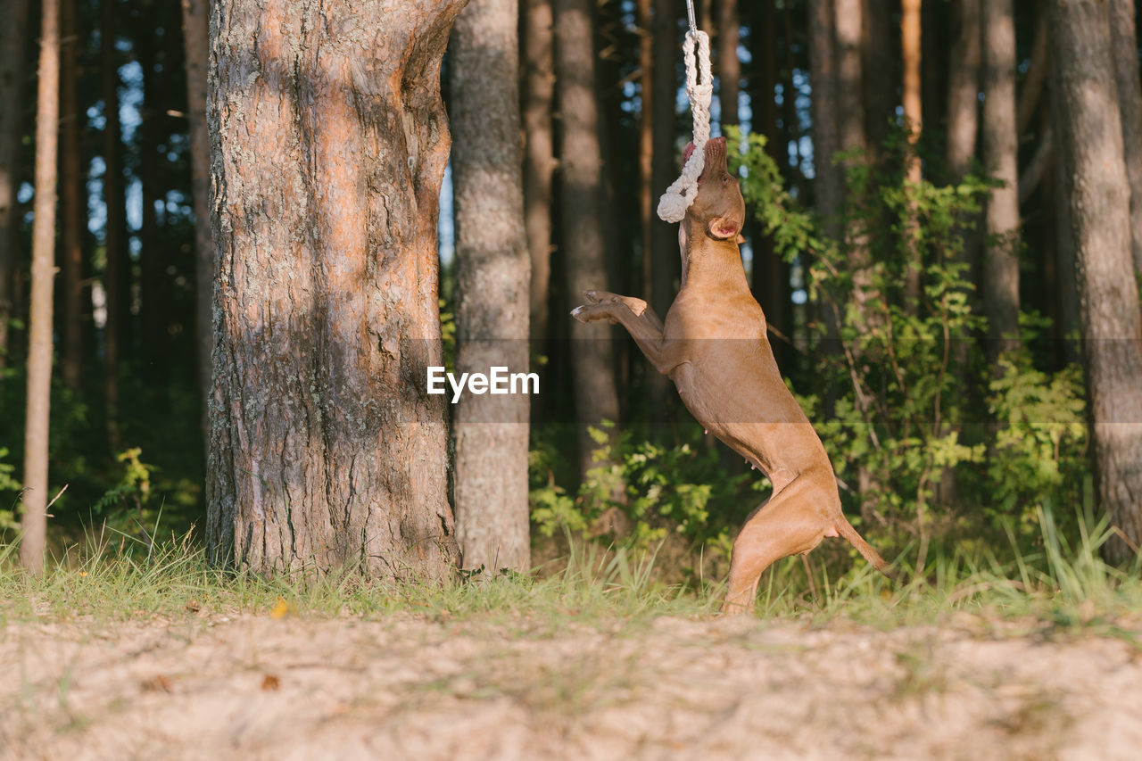 VIEW OF DOG JUMPING FROM TREE